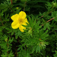  Goldstar