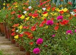 ������������ �������� (Portulaca grandiflora)