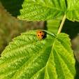 ������������ ����� ������� (Coccinella septempunctata)